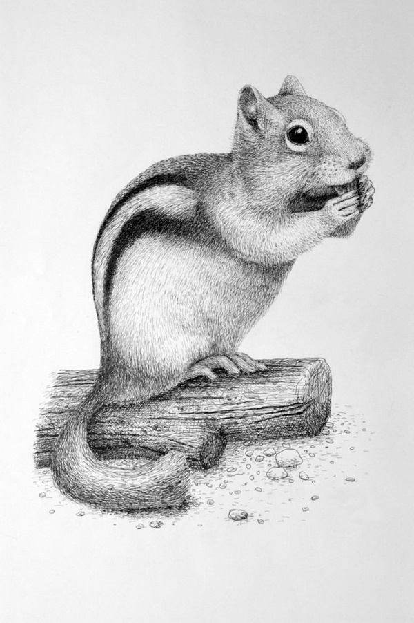 85 Simple And Easy Pencil Drawings Of Animals For Every