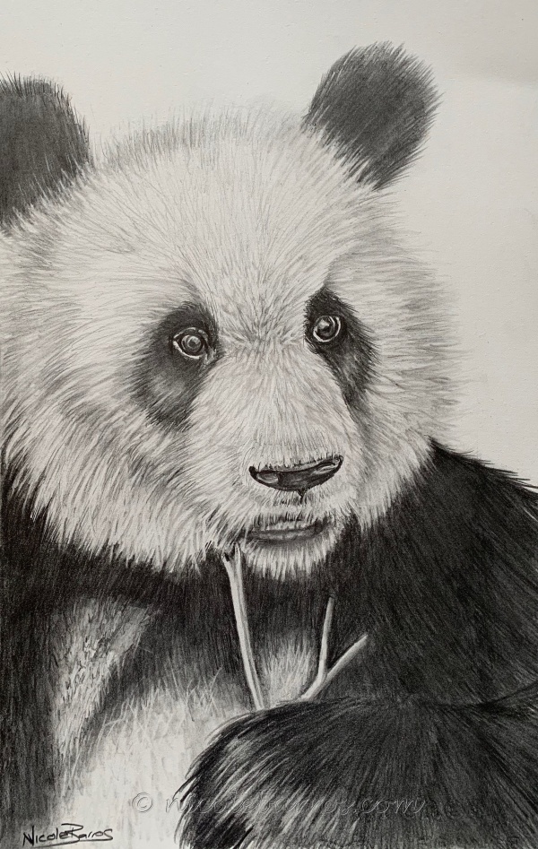 29+ Simple Pencil Sketch Animals Background
